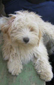 Dafne